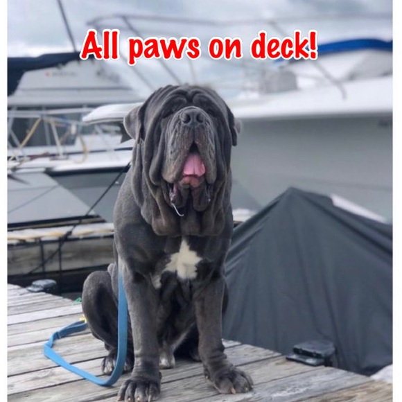 Love My Mastiff! Caribbean Sea Glass Bangle - Picture 3 of 6